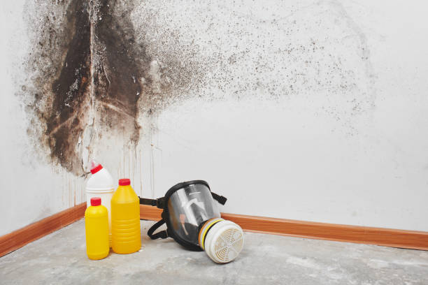 Best Mold Testing and Removal  in Warrior, AL