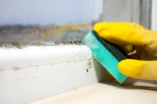 Best Mold Removal Company Near Me  in Warrior, AL