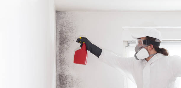 Best Office Mold Removal Services  in Warrior, AL
