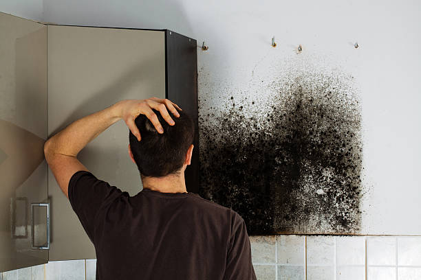 Best Crawl Space Mold Removal  in Warrior, AL