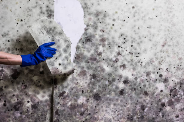Best Mold Inspection  in Warrior, AL