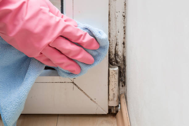 Best Affordable Mold Removal  in Warrior, AL